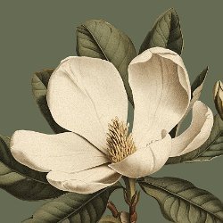 AI Crafted Magnolia avatar