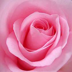 Rosa Rosada Art and Craft avatar
