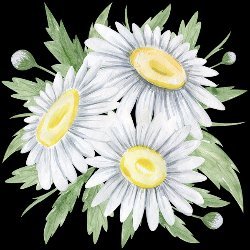 DaisyCraft Avatar