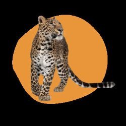 FastDesignSVG Avatar