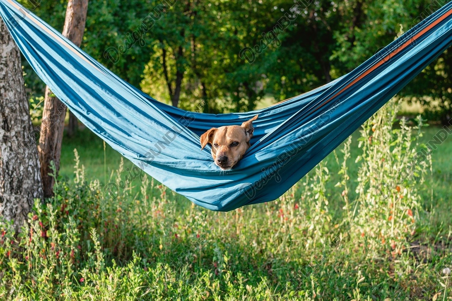 dog hammock with shade