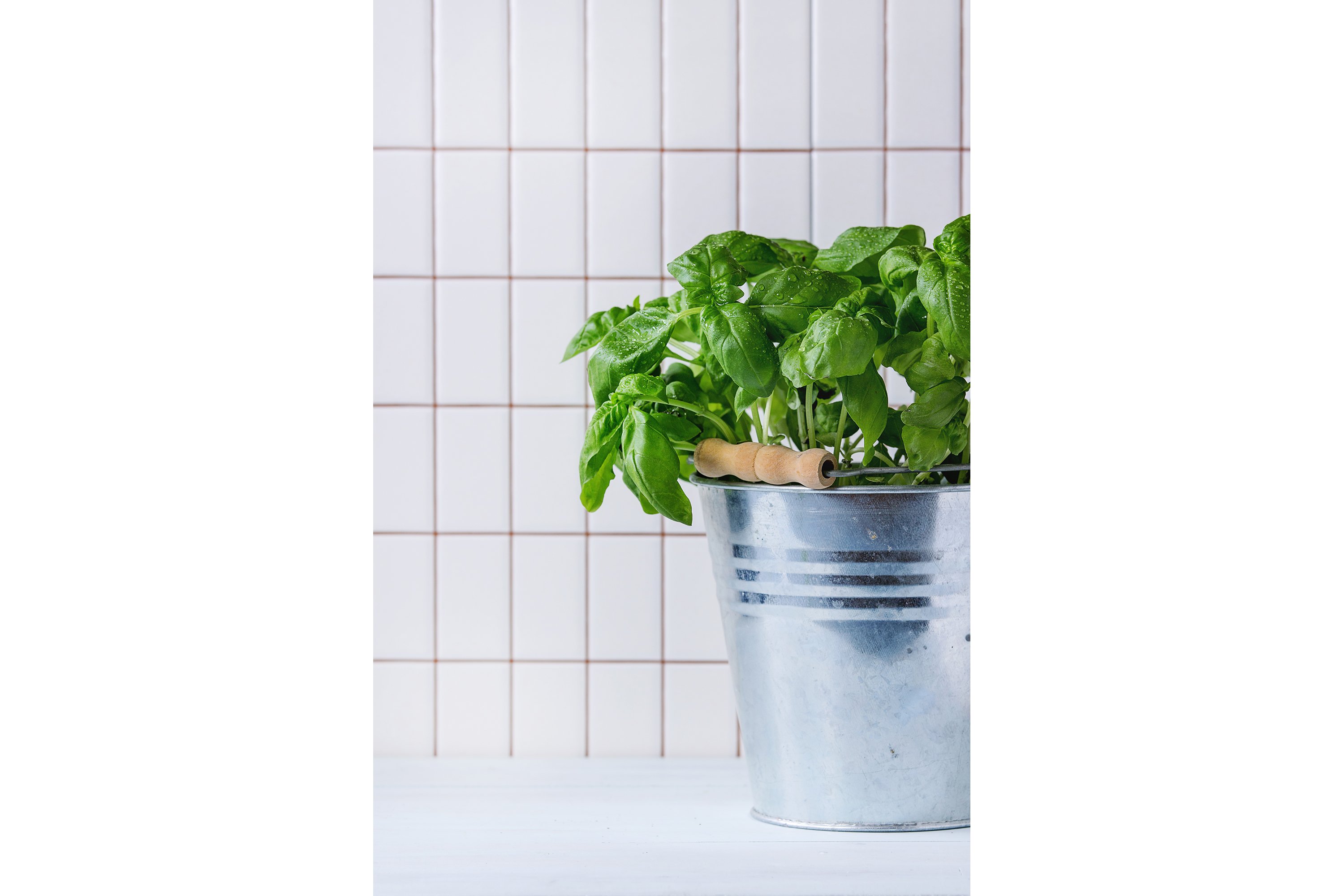 Basil in pot (589895) Food and Drink Design Bundles