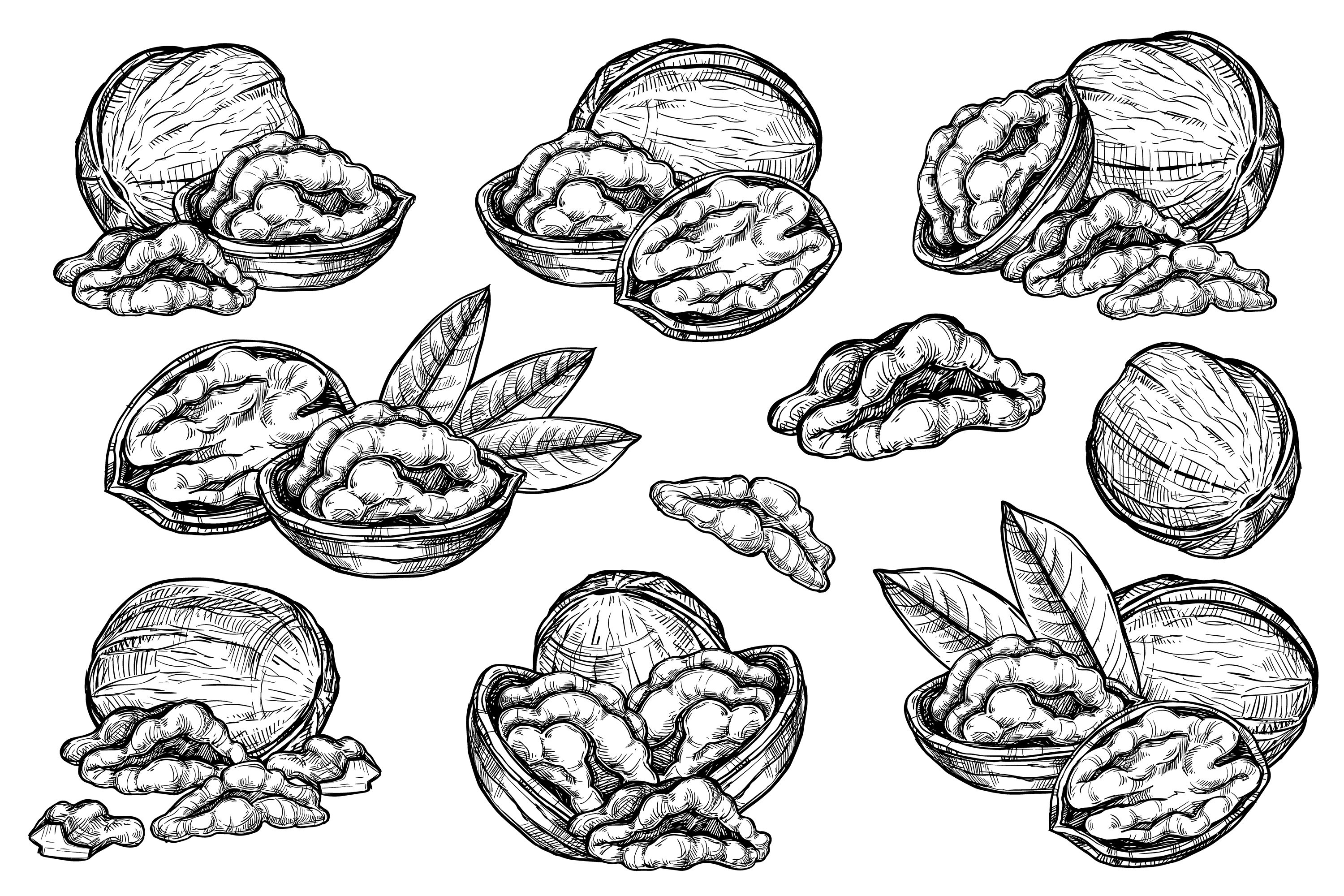 Walnut vector isolated on white background.
