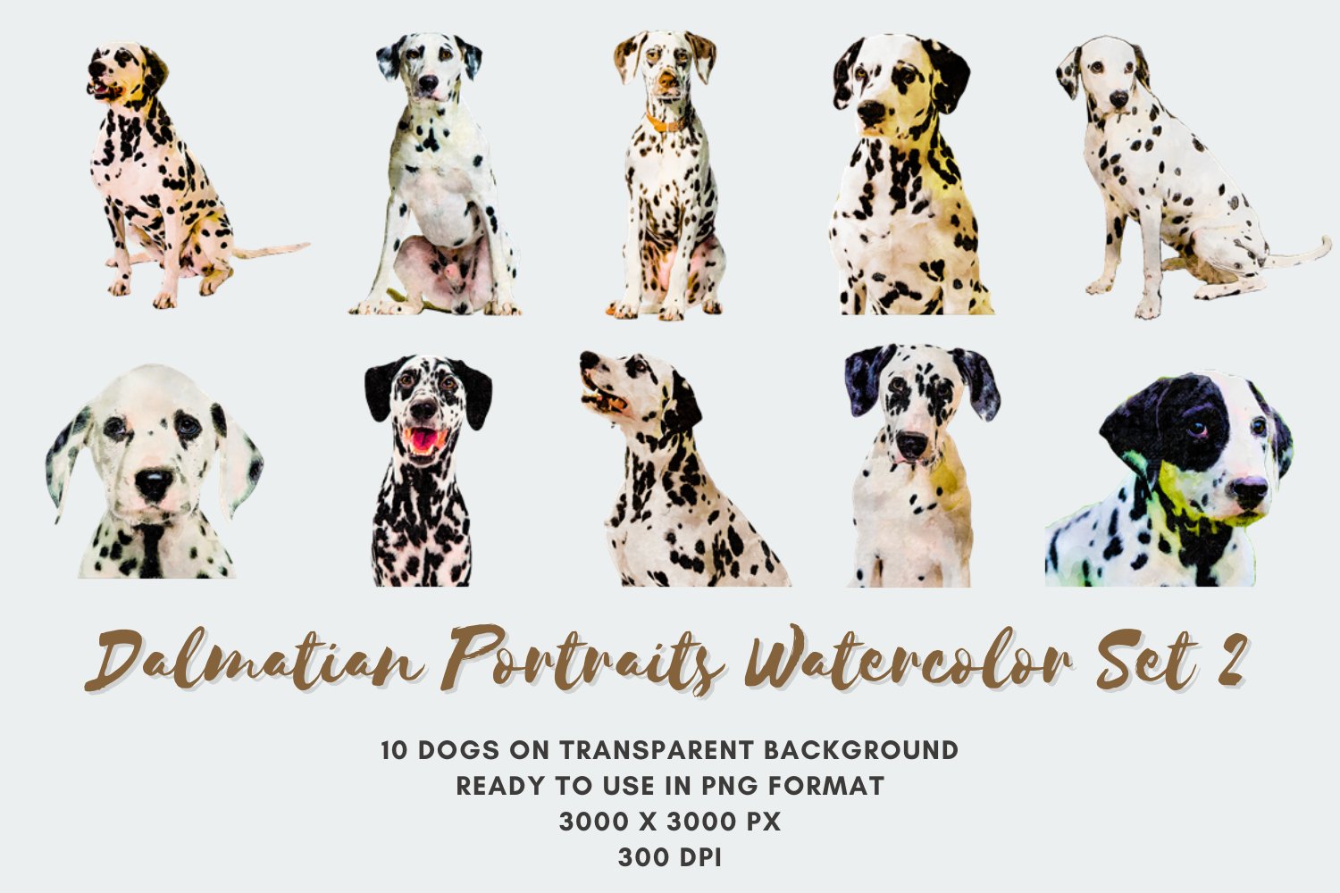 Dalmatian Colors Dalmatian Coat Type Different Types Of Dalmatians