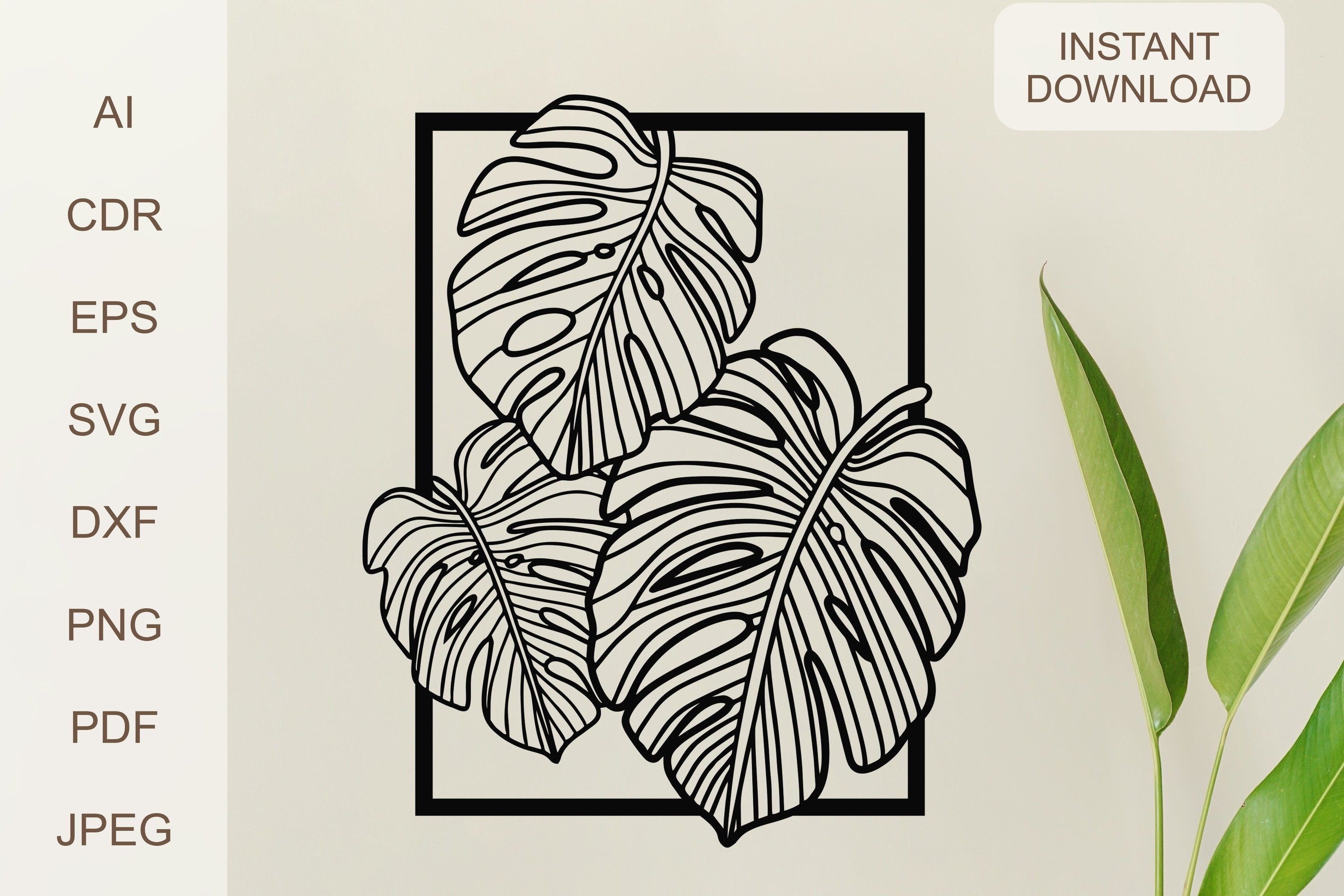 monstera monkey Monstera Adansonii