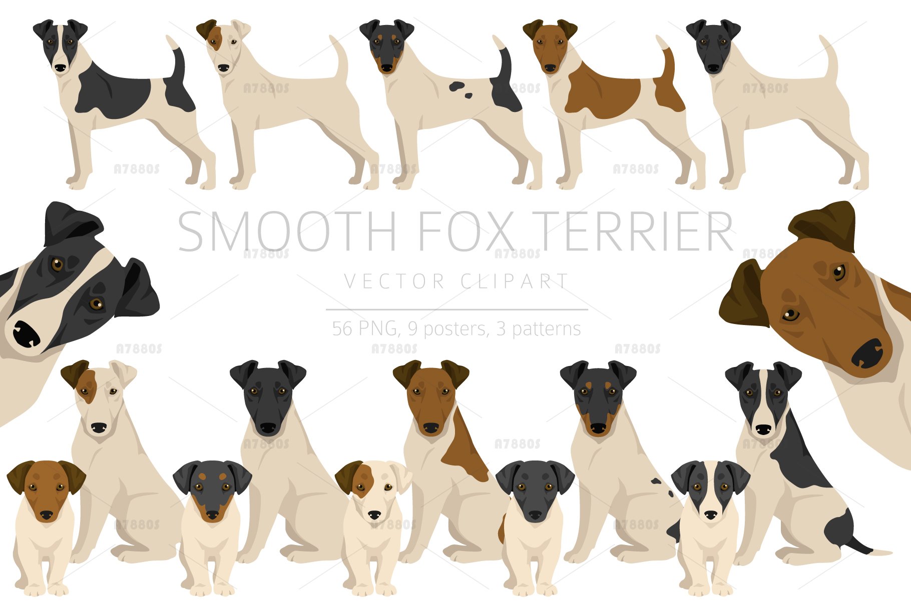 Smooth Fox Terrier Smooth Fox Terrier