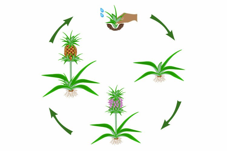 Life cycle of a pineapple plant on a white background.