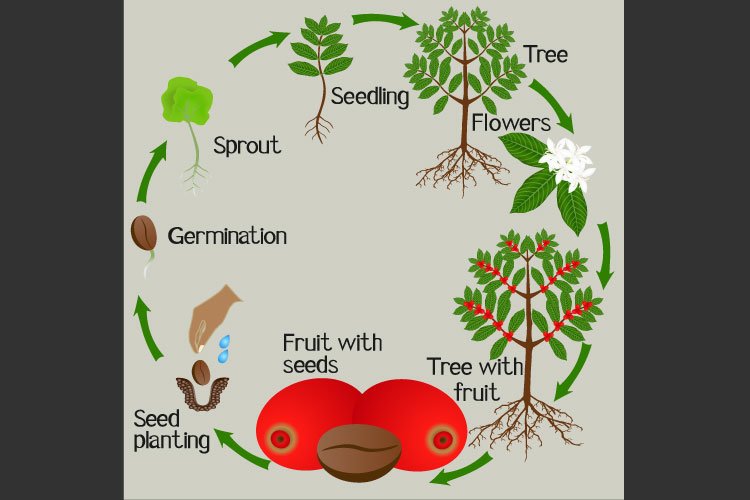 Cycle of growth of a coffee tree on a white background.