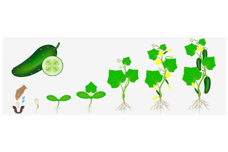 Cycle of growth of a plant of a cucumber isolated on a white