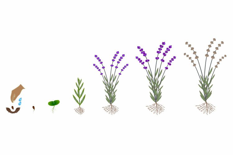 Cycle of growth of a plant of a lavender isolated on a white