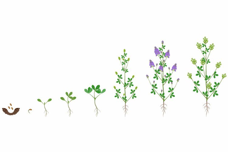 Cycle of growth of alfalfa plant isolated on a white.