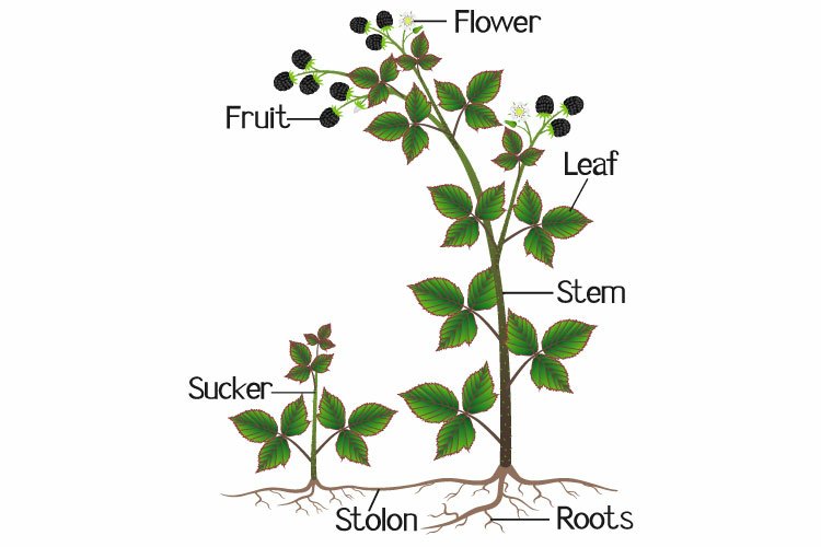 Parts Of Morphology Of Blackberry Shrub With Flowers,