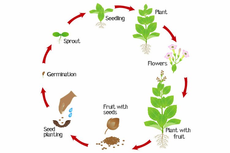 Cycle of a tobacco plant growth isolated on white background