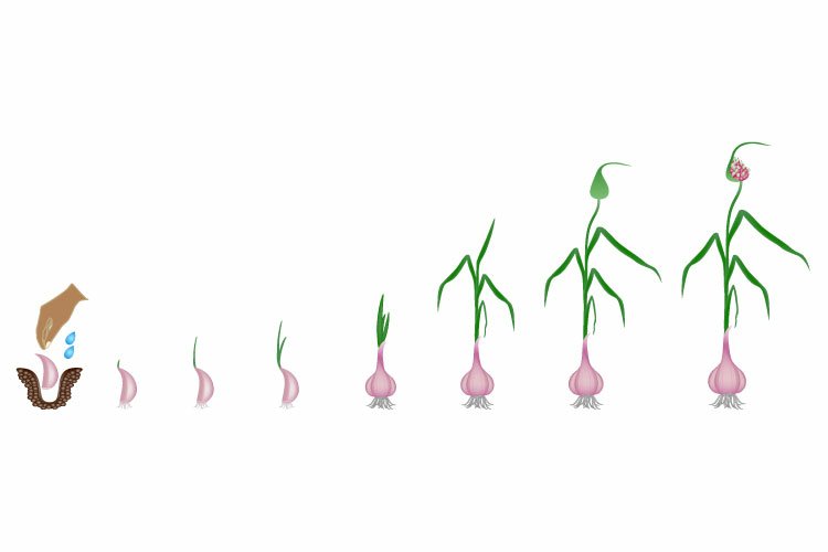Cycle of growth of a plant of a garlic isolated on a white.