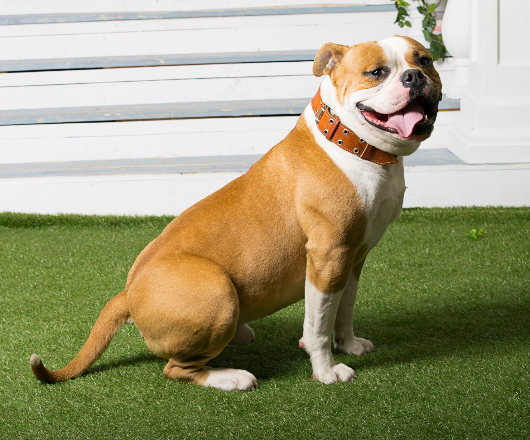 American Bulldog 69279 Animals Design Bundles