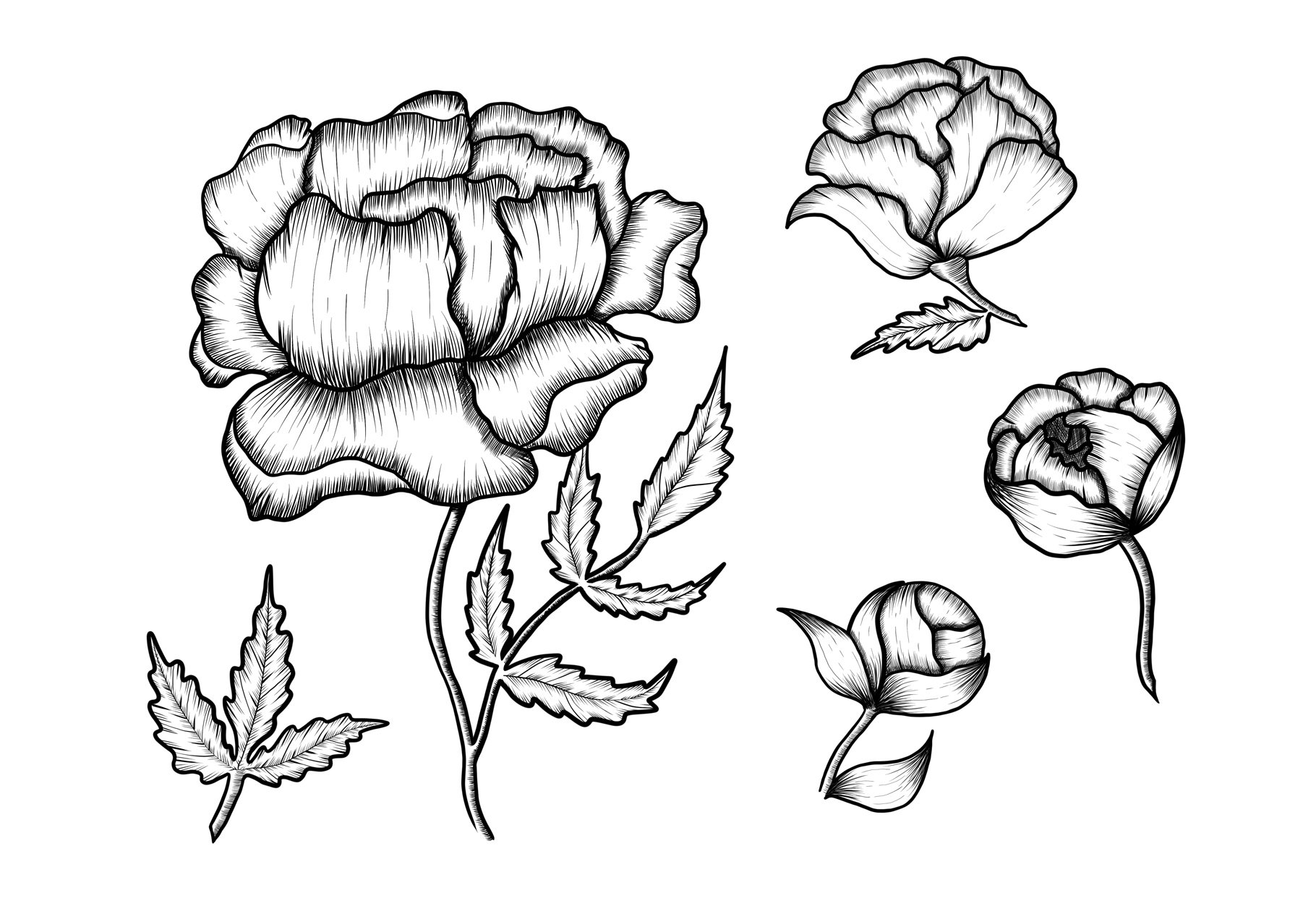 Peonies collection (403163) | Illustrations | Design Bundles