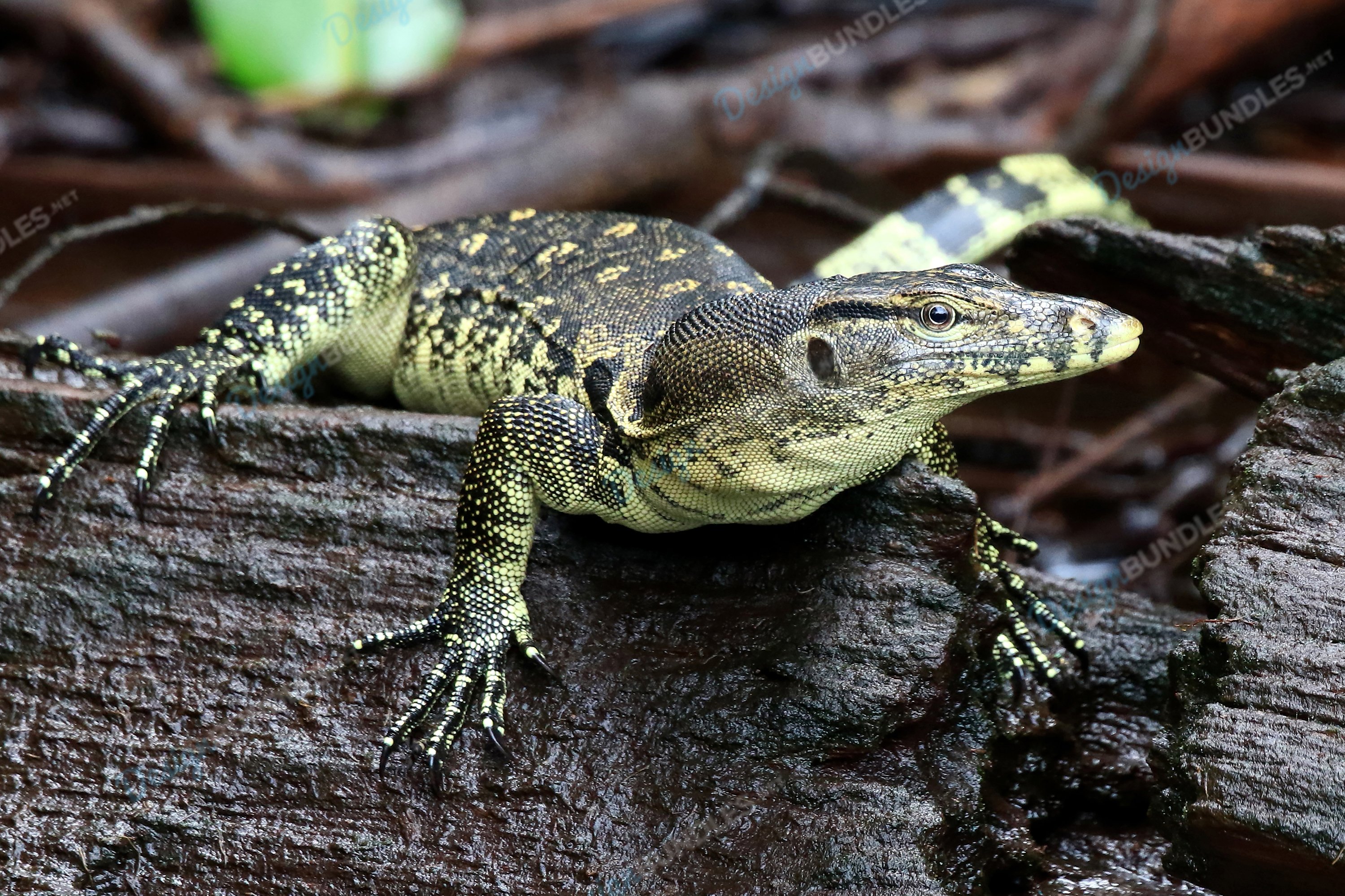 CloseUp Of Monitor Lizard On Tree Trunk