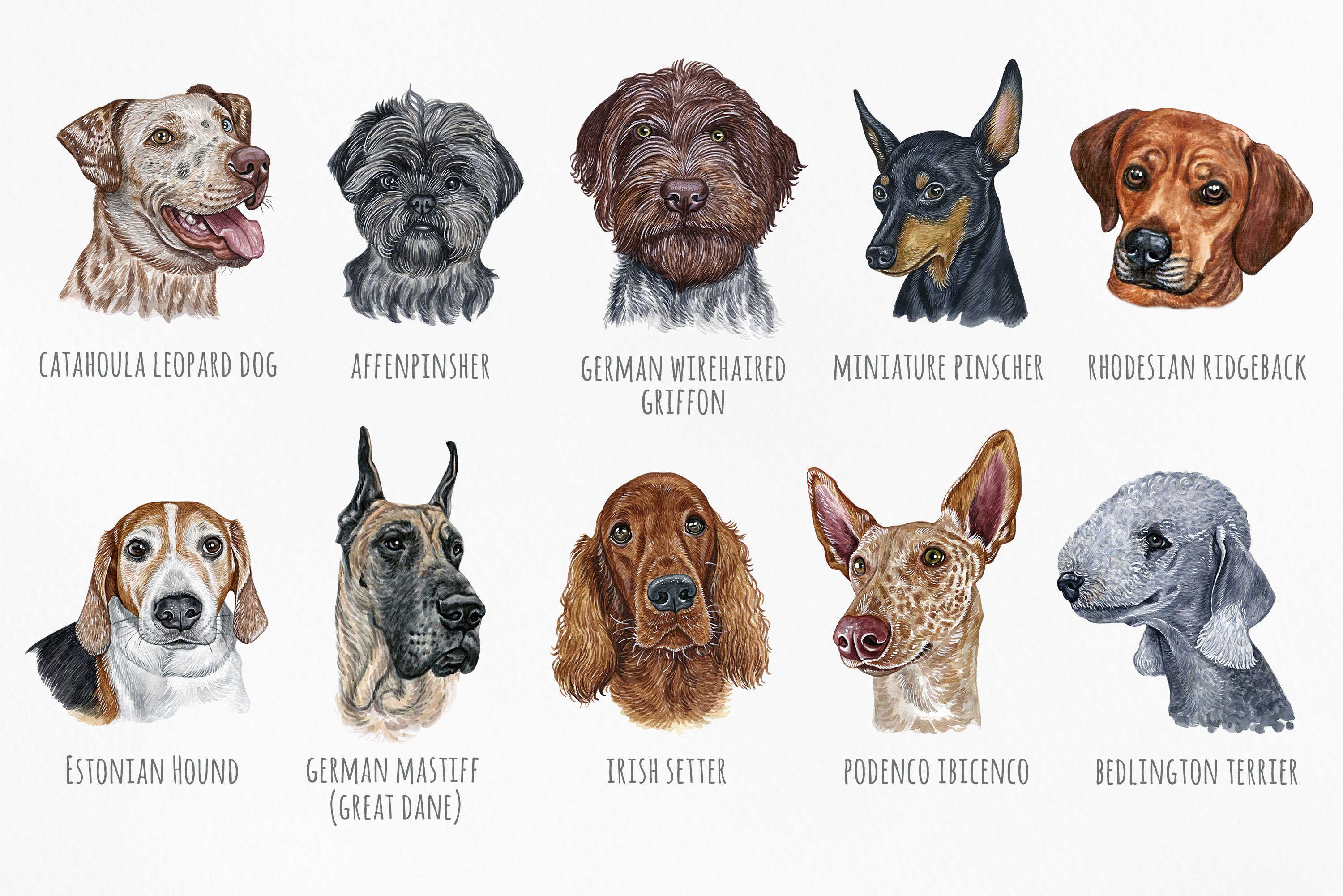 Breeds Best All Around Hunting Dog Top Hunting Dog Breeds Best