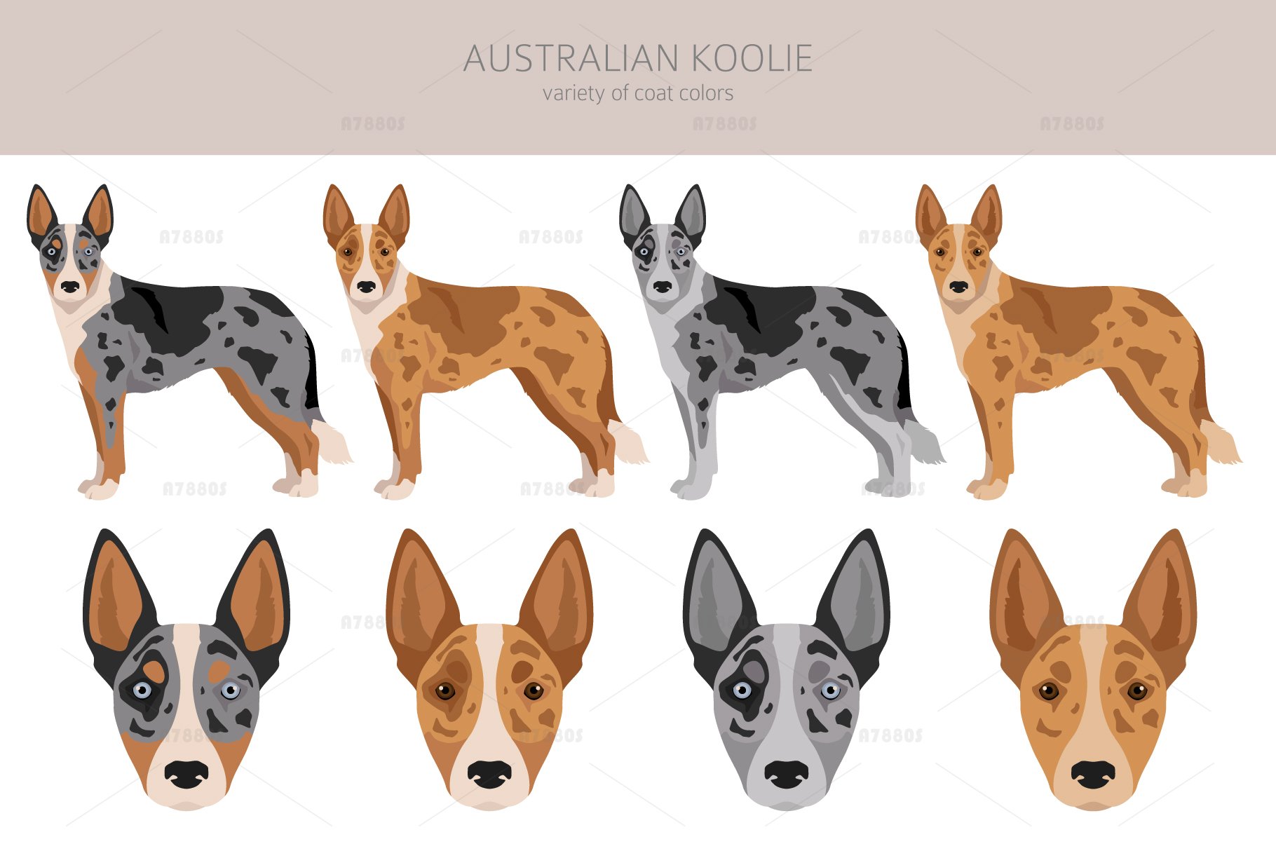 Australian Koolie clipart
