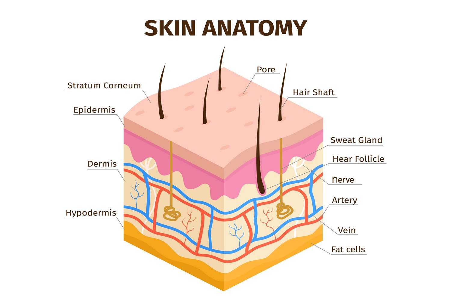 Skin Anatomy Skin Anatomy
