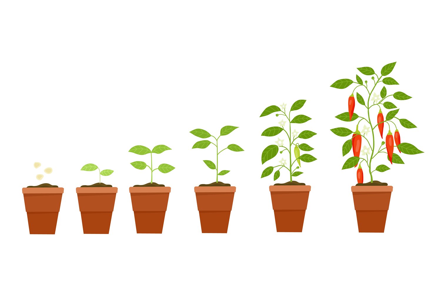 Bell Pepper Plant Growth Stages