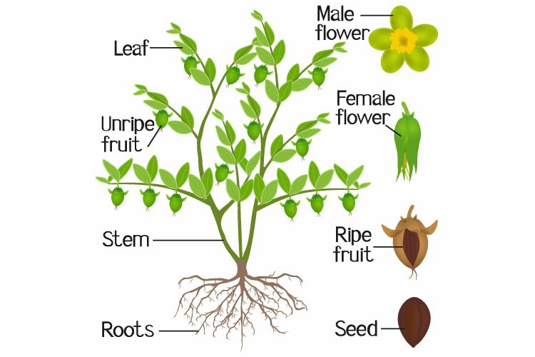 amazonian sword plant Amazon Sword Plant for Lush Green Aquascapes