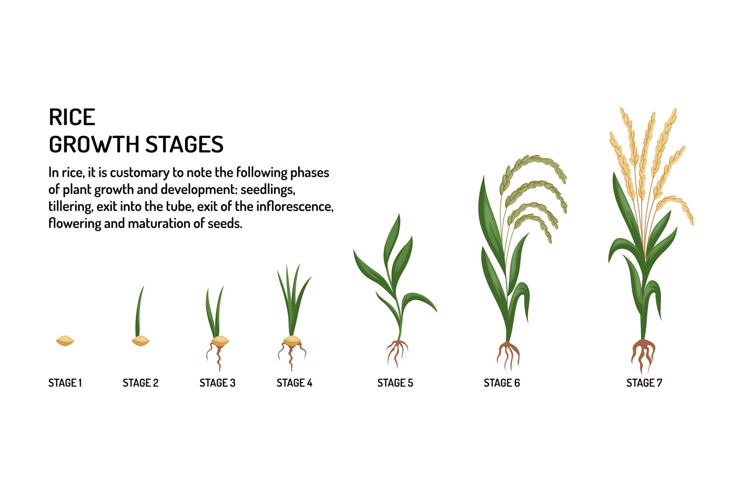 Rice Plant Food