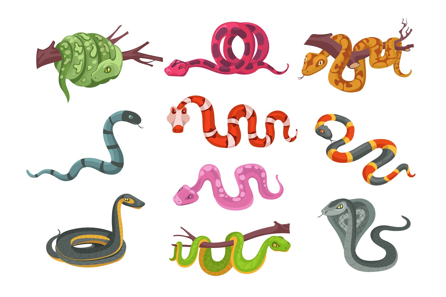 Different Types Of Snakes