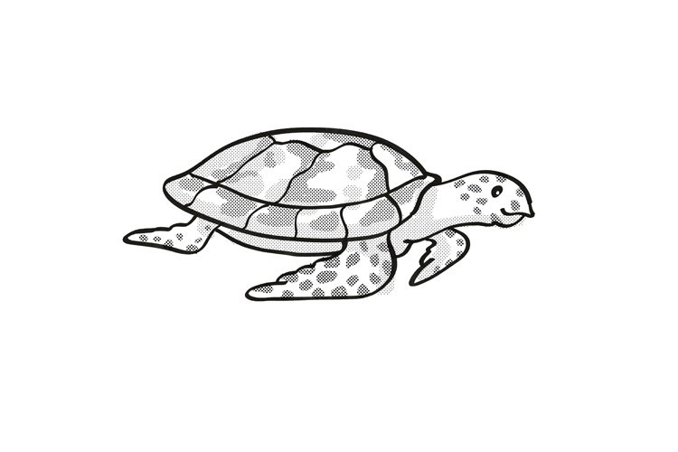 Hawksbill Turtle Endangered Wildlife Cartoon Mono Line Drawi 375471 Illustrations Design Bundles