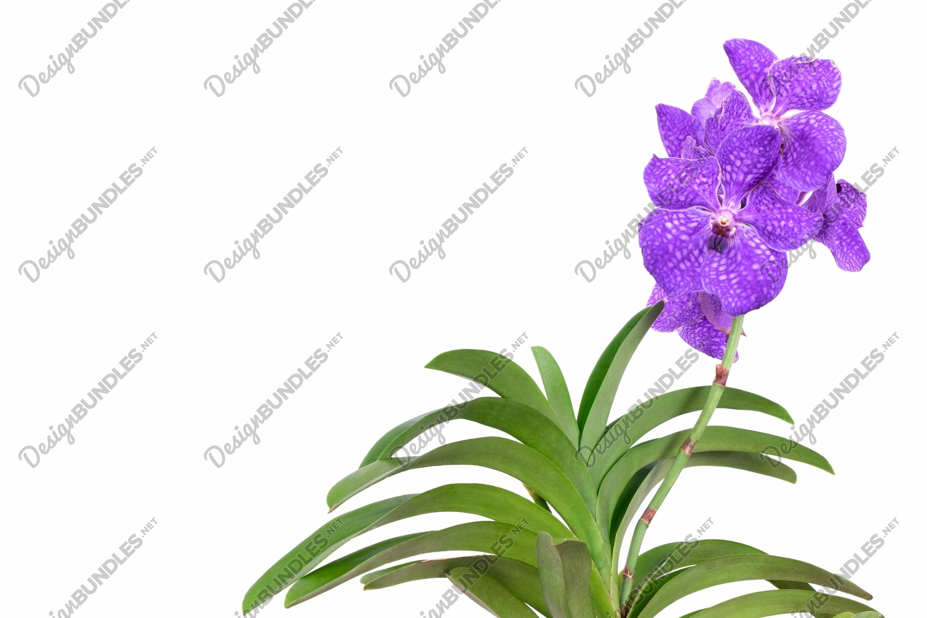 Beautiful Vanda orchid on a white background (1265400) | Nature