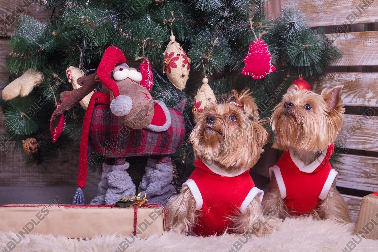 Two cute Yorkshire terriers under the Christmas tree