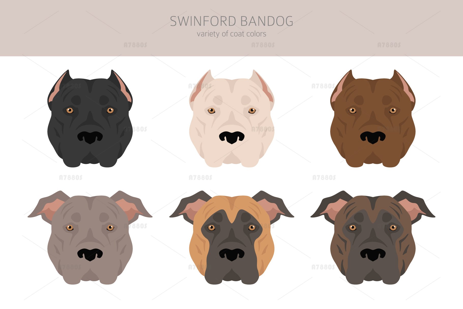 Bandog Similar Breeds 23 American Bandogge Royalty-Free Images