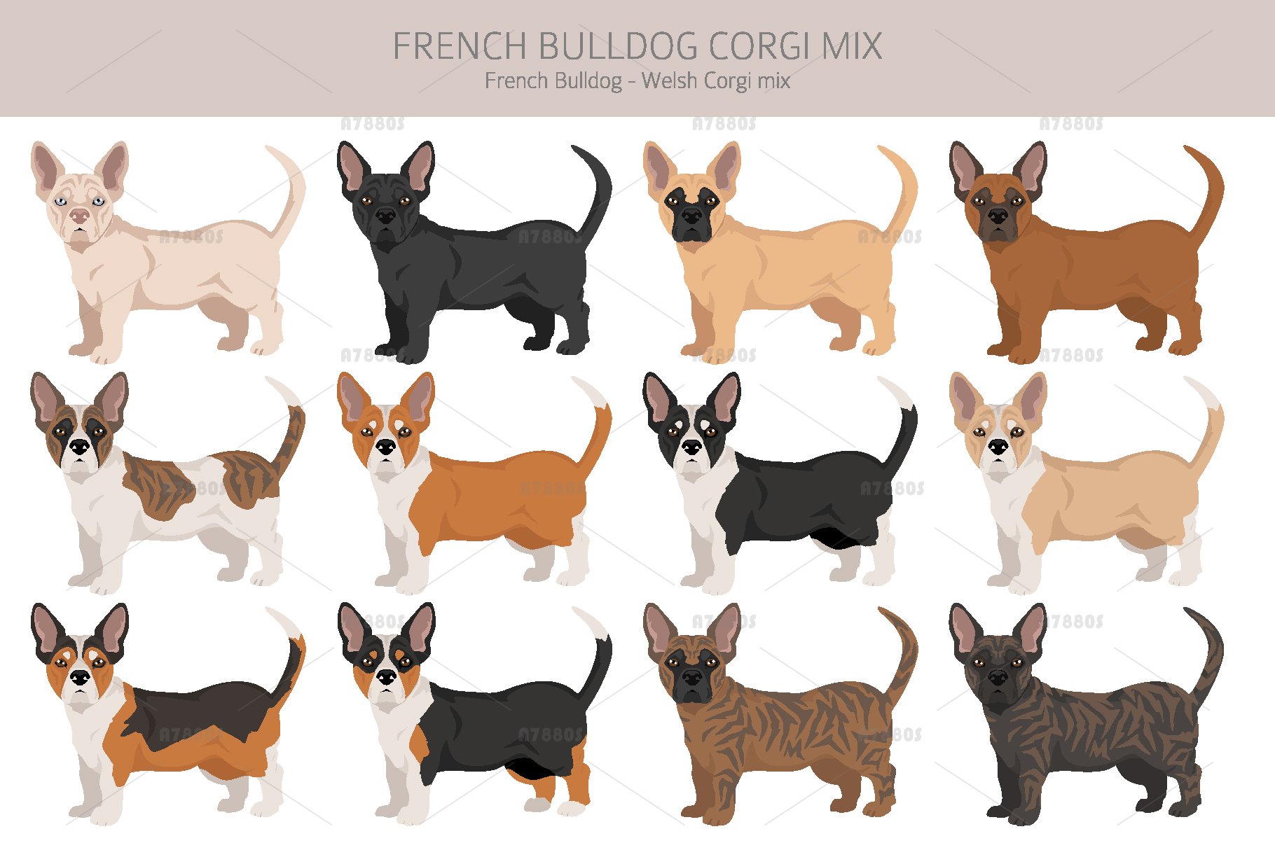 French Bulldog Corgi mix, image size:1820x1214