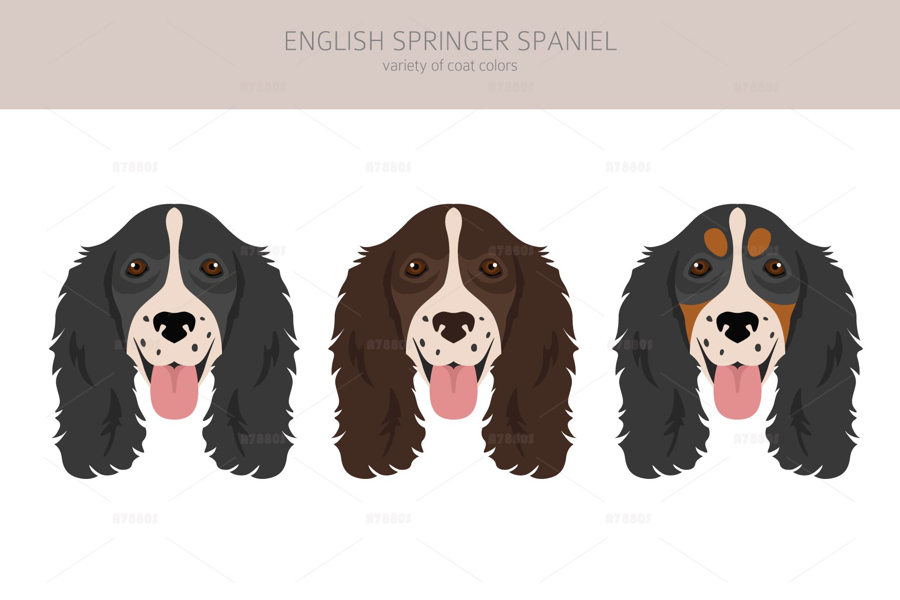 English springer spaniel clipart (1599431)