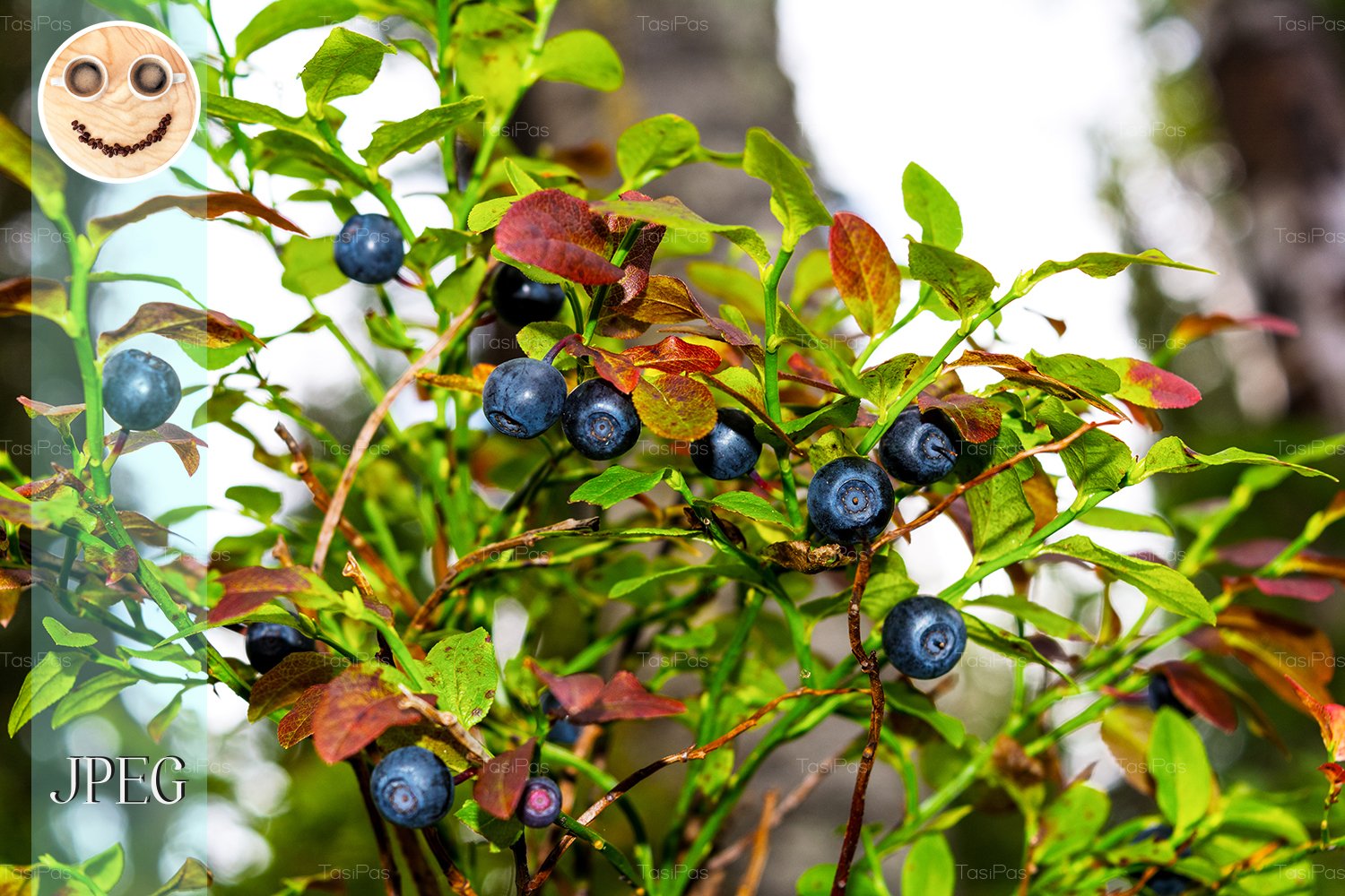 Wild Hurtleberry With Ripe Berries And Leaves Nature Design Bundles