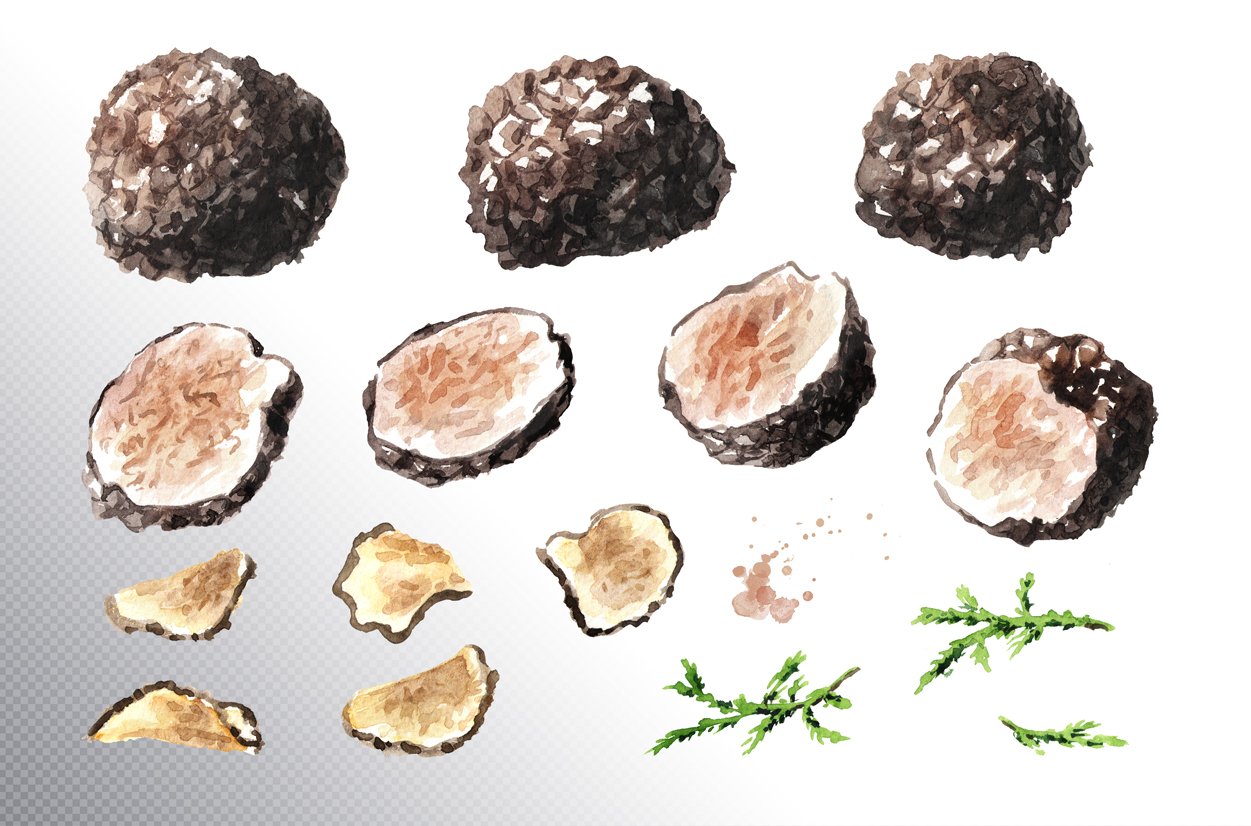 Black truffle. Watercolor collection (380170) Illustrations Design