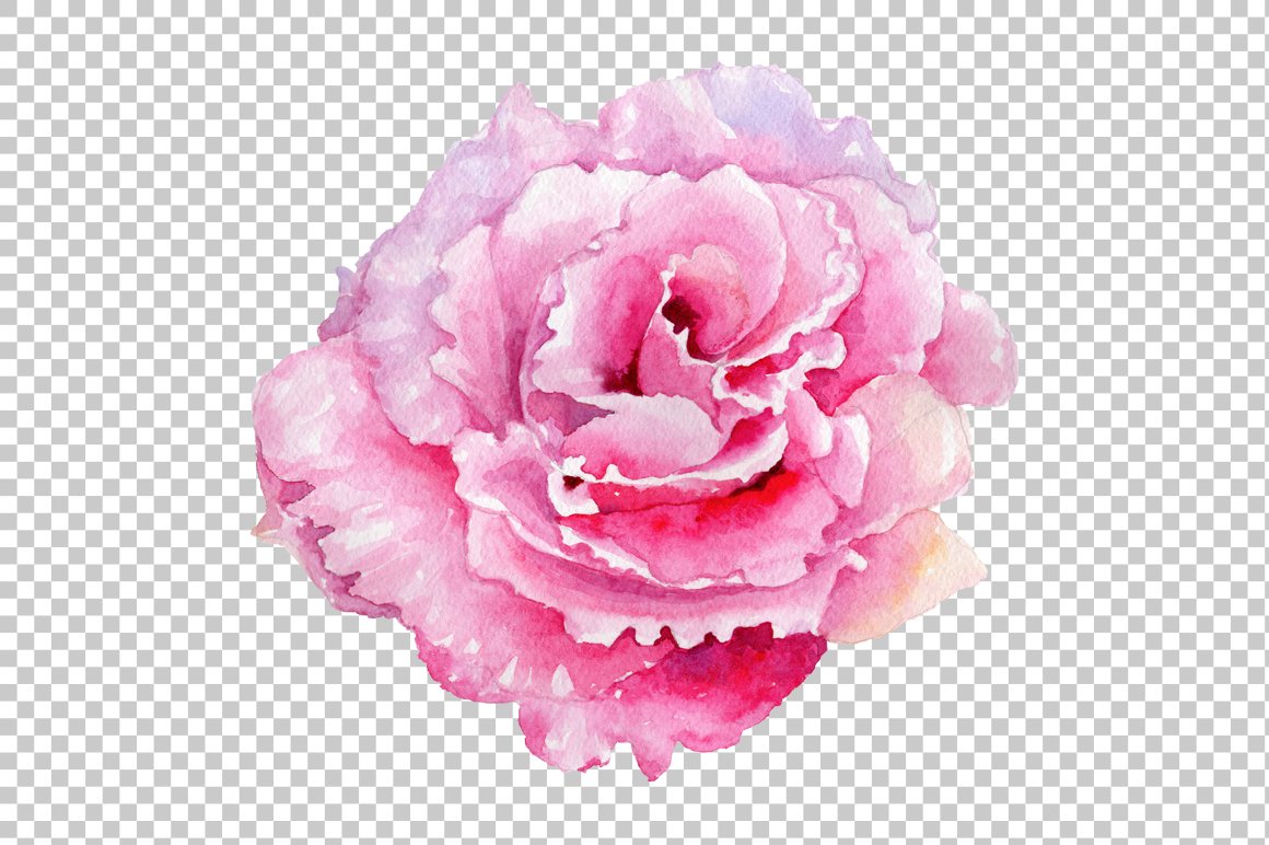 Pink watercolor rose flower PNG (97913) | Illustrations | Design Bundles