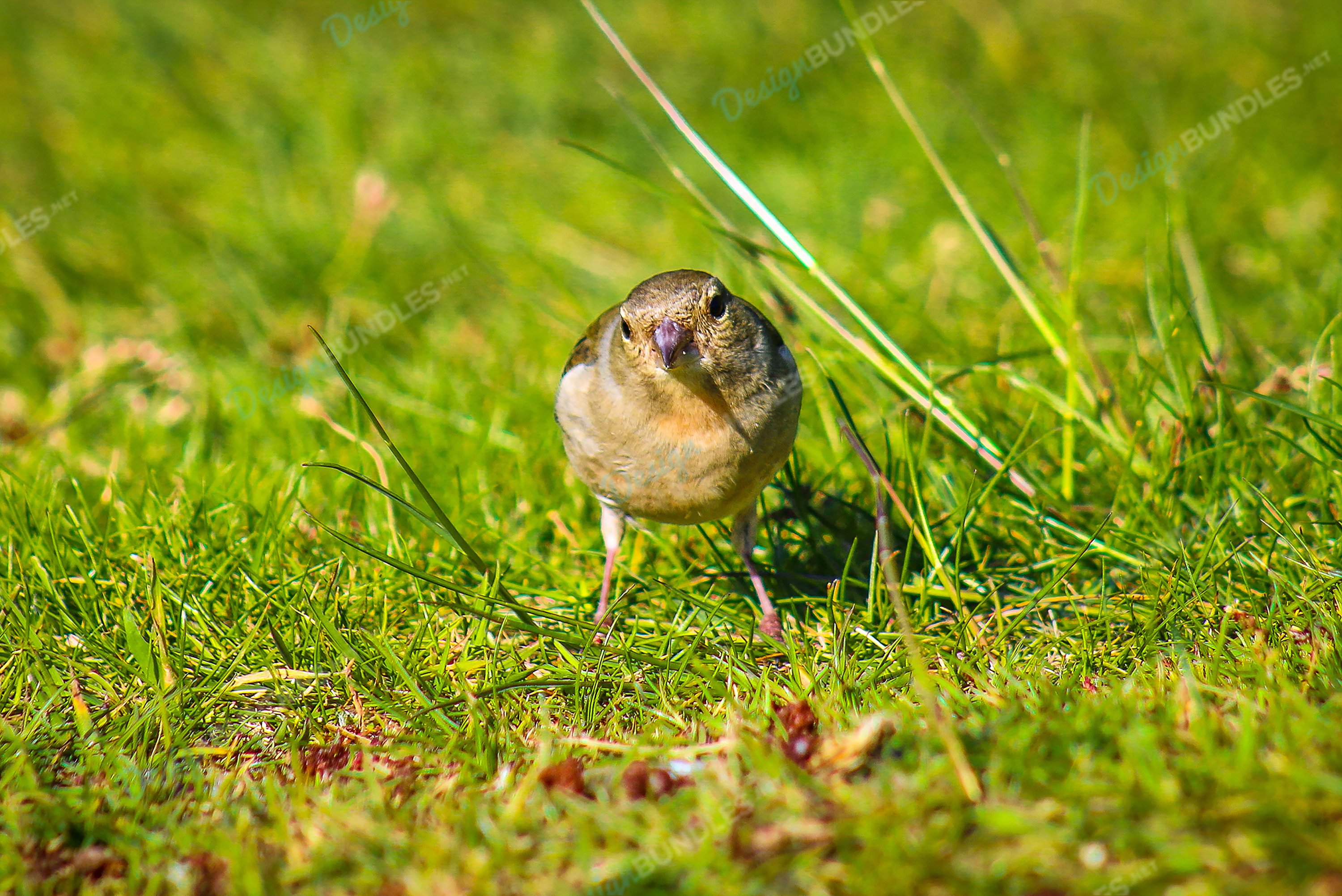 CloseUp Of Bird Perching