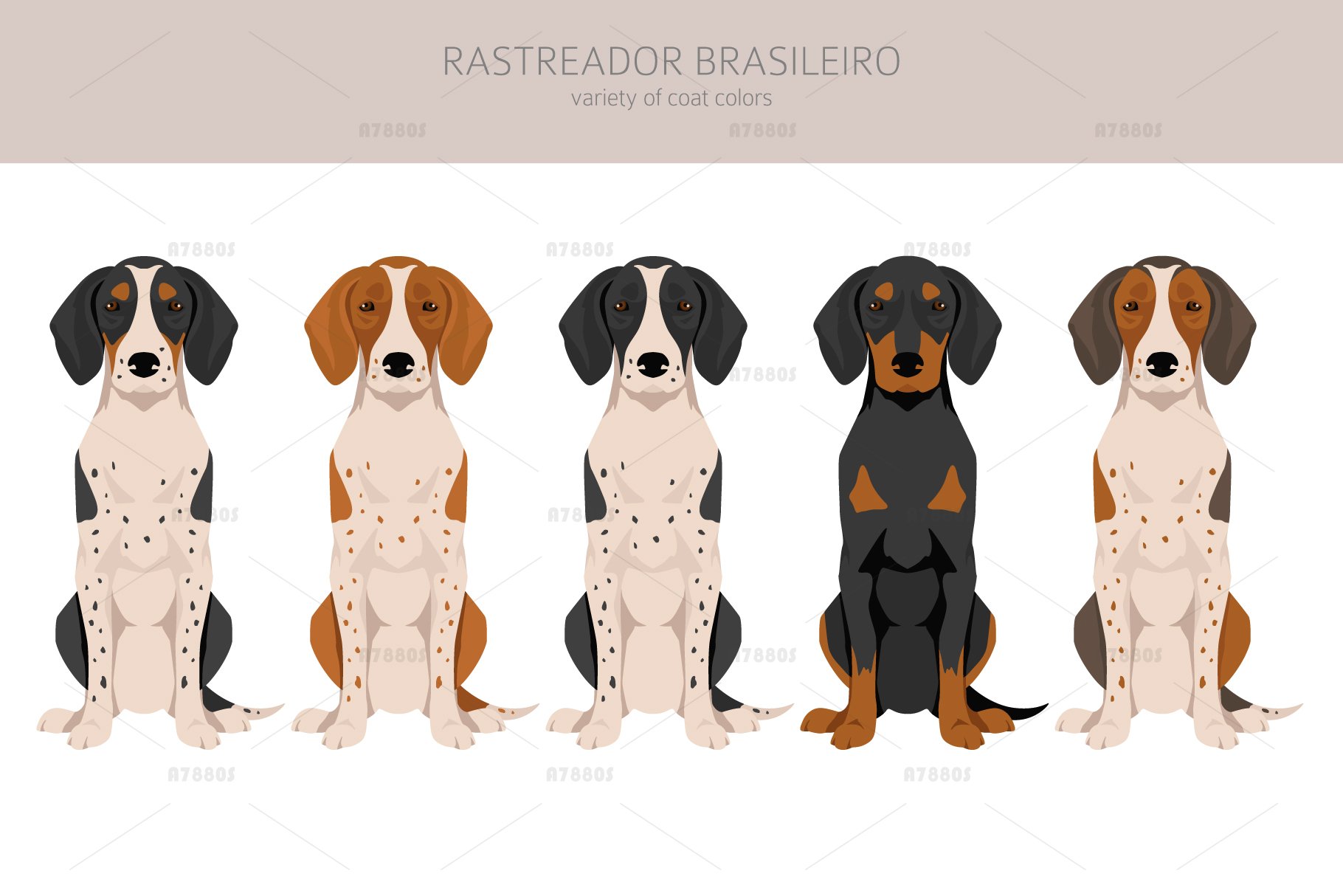 Rastreador Brasileiro clipart, image size:1820x1214