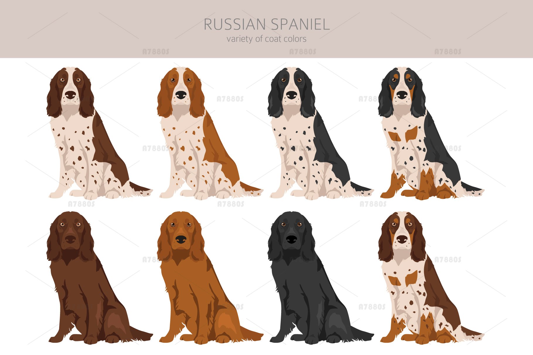 Colours Of Cocker Spaniel Spaniel Colours Chocolate Roan And Tan