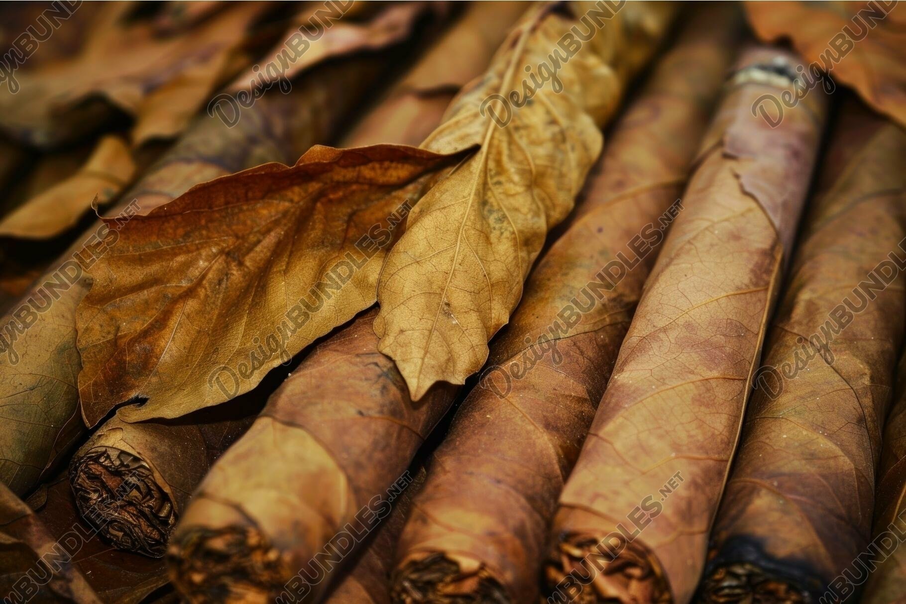 tobacco dried leaves Dried tobacco leaves wrapping cigars close up