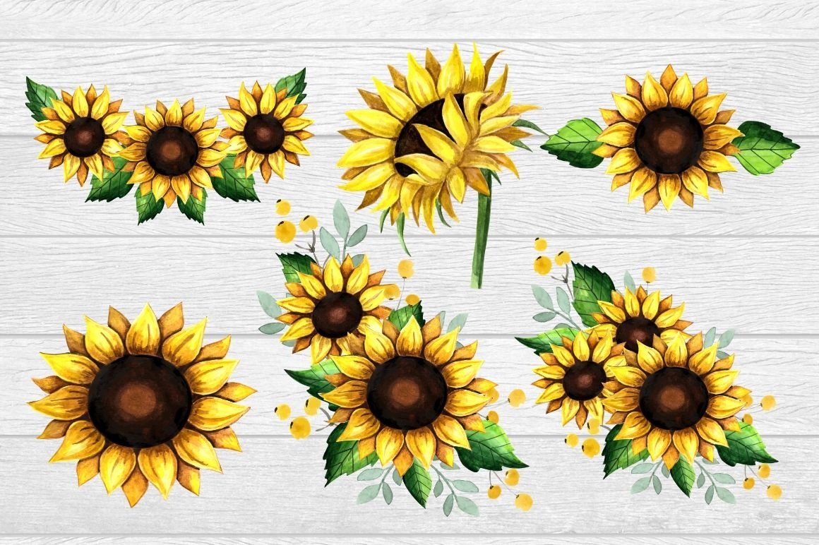Sunflower clipart Watercolor (537709) | Illustrations | Design Bundles