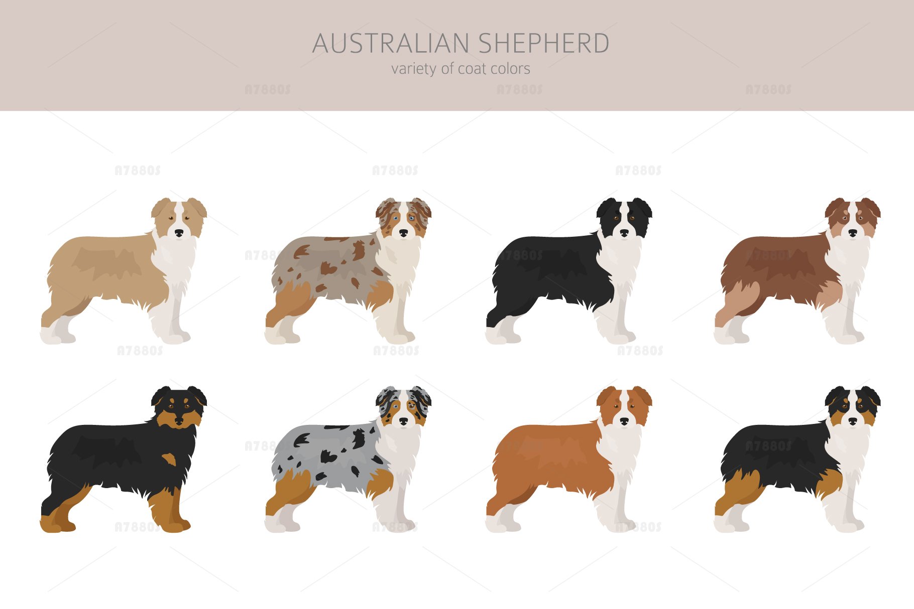 Australian shepherd clipart (1048075) | Illustrations | Design Bundles