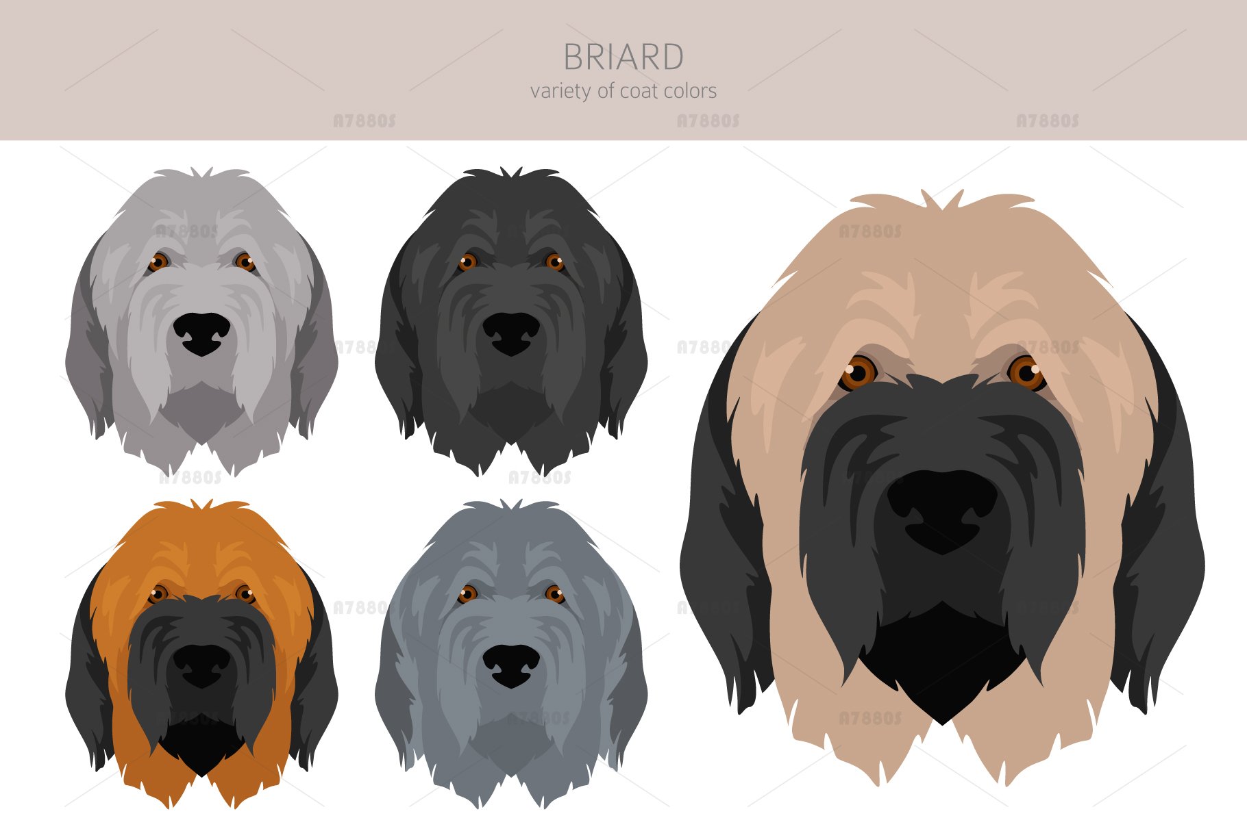 Briard clipart (2348276) - Main Image
