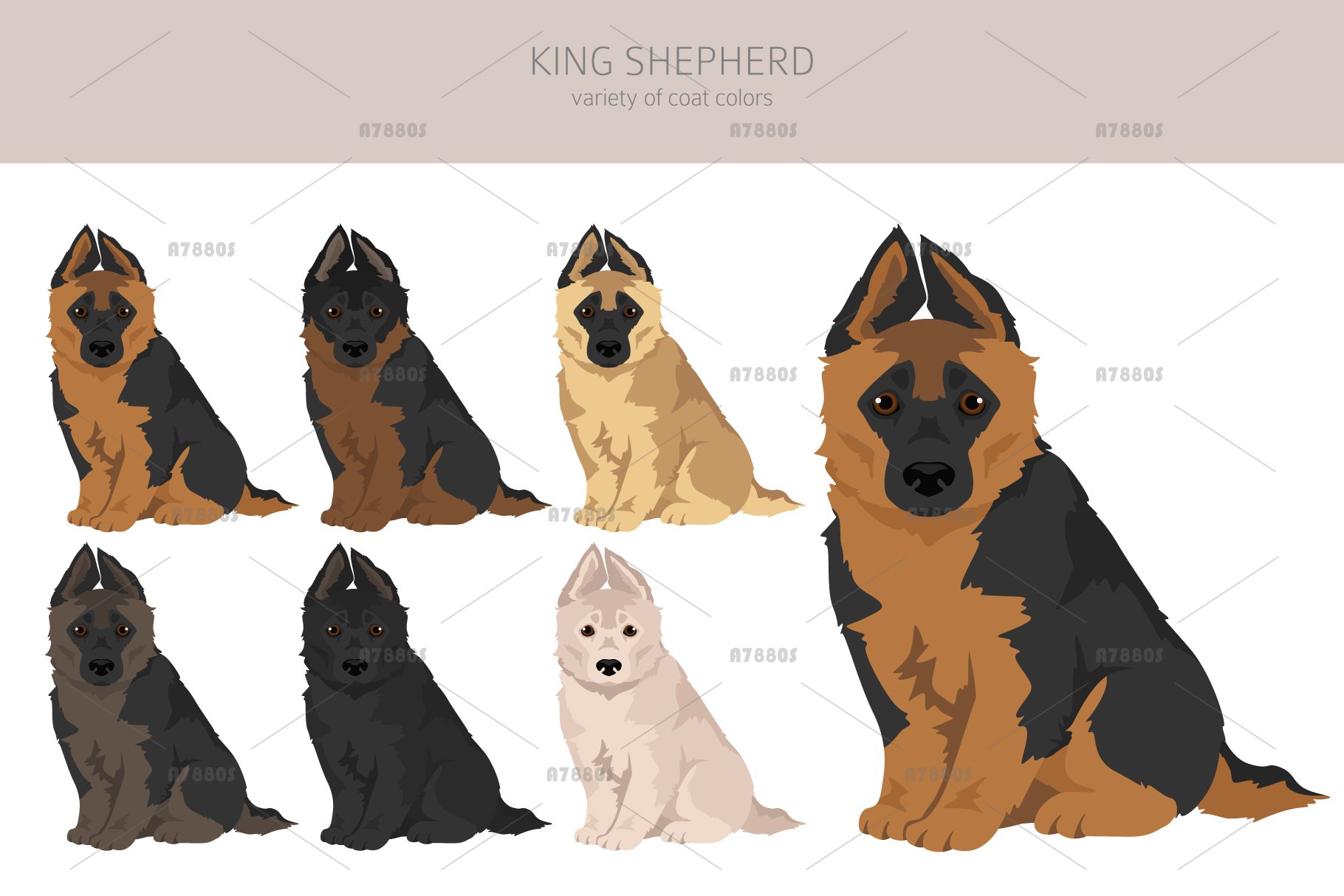 King Shepherd clipart, image size:1820x1214