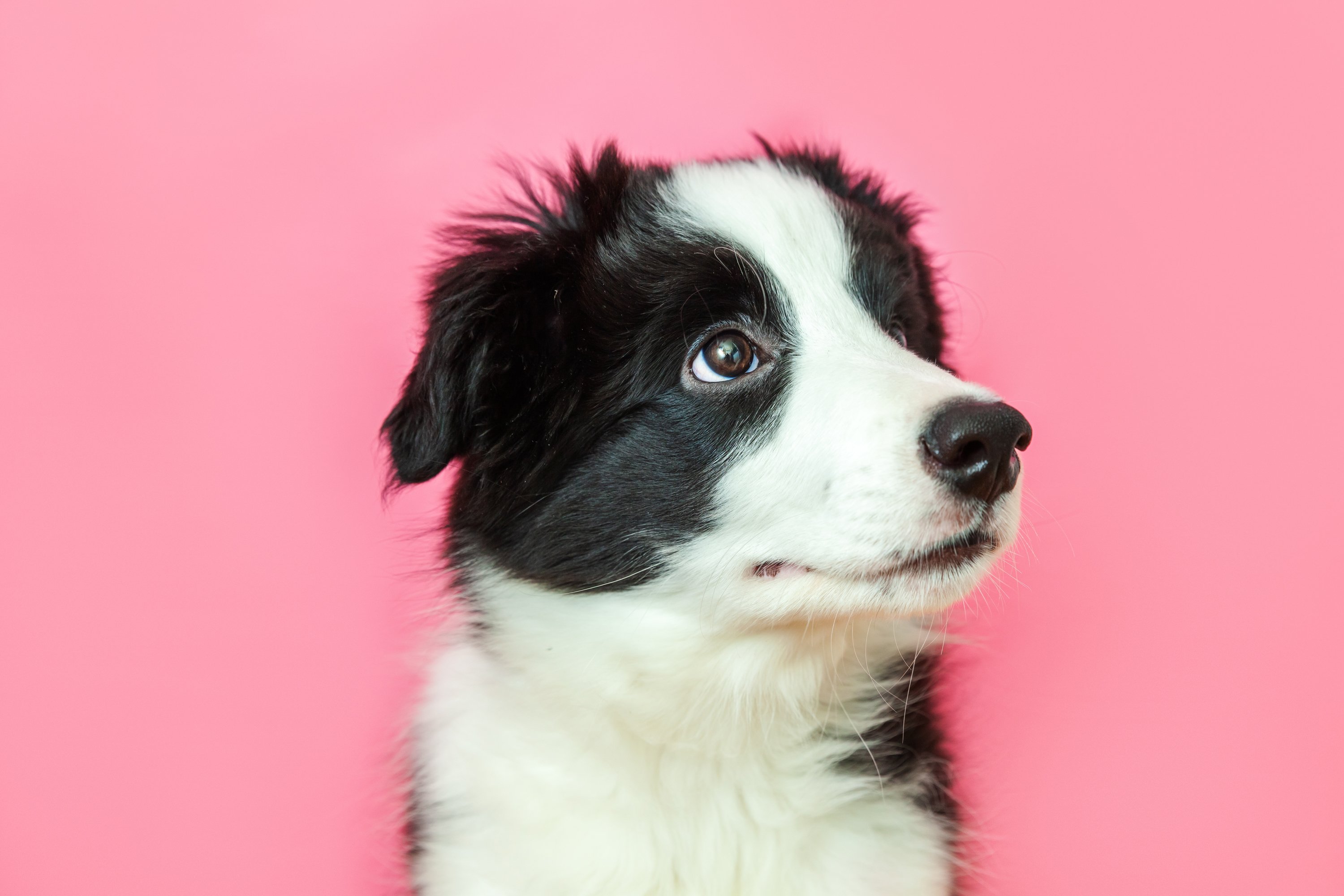 border collie pink nose