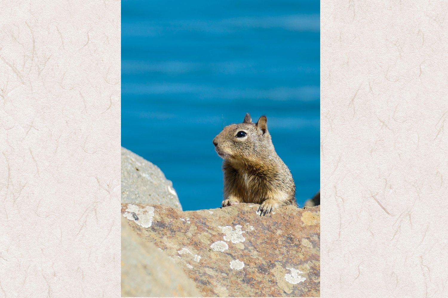 Squirrel Design PicturePhoto Frame Portrait Or Landscape 6x4 Nature Gift 343
