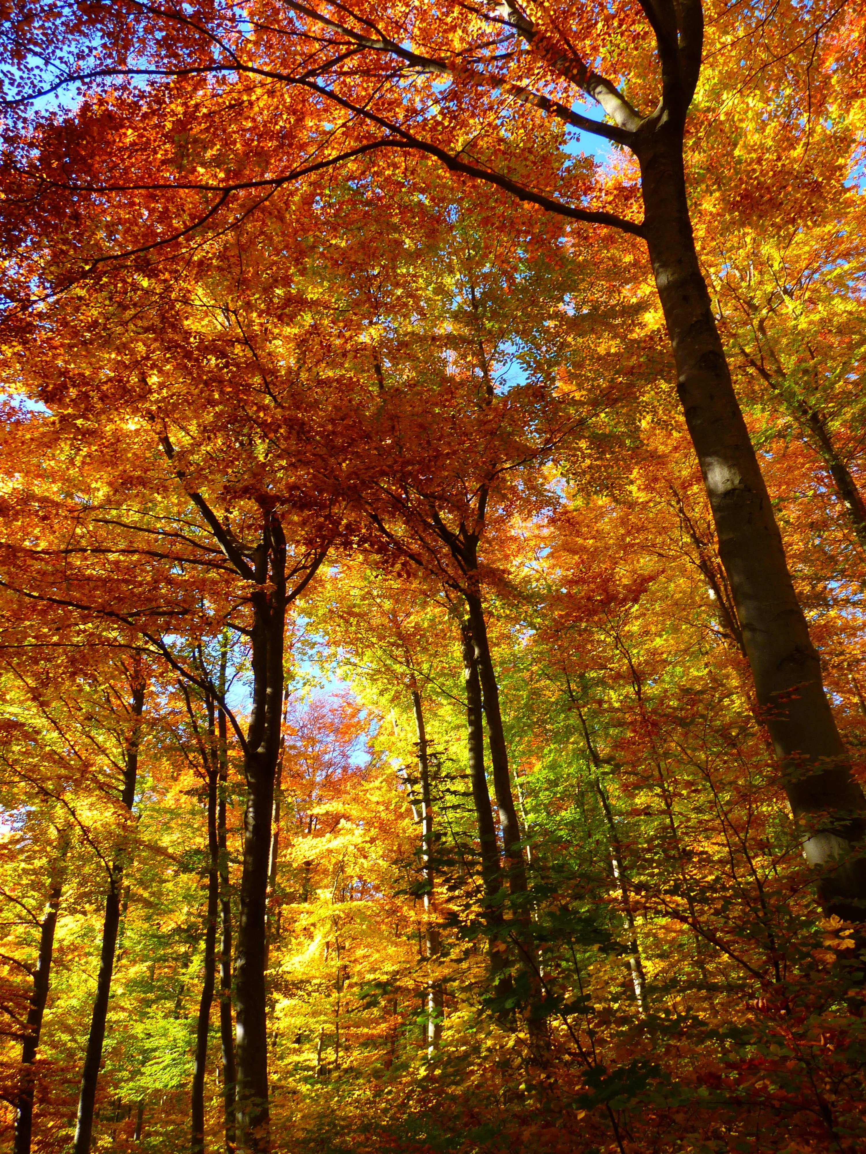 200 AUTUMN TREES PHOTOSHOP OVERLAYS, BACKDROPS ...