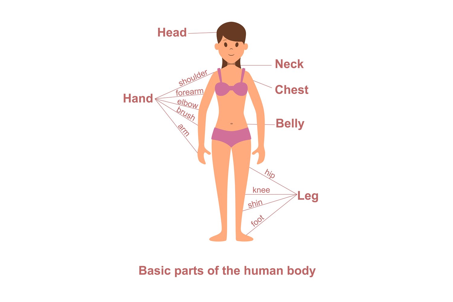 Female Human Body Parts Diagram