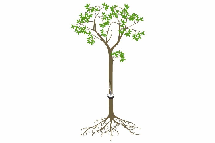 Rubber tree with roots on a white background.